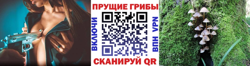 Псилоцибиновые грибы Psilocybe  Усинск 